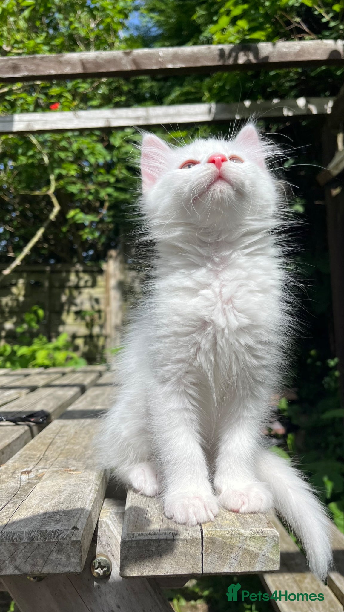 Turkish Angora cats Kitty White girl - perfect companion - Advert 3