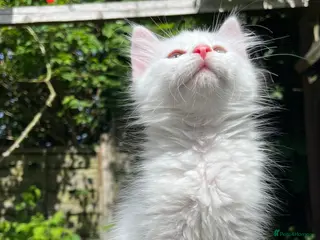 Turkish Angora cats Angora girl white kitten - perfect companion - Advert 4