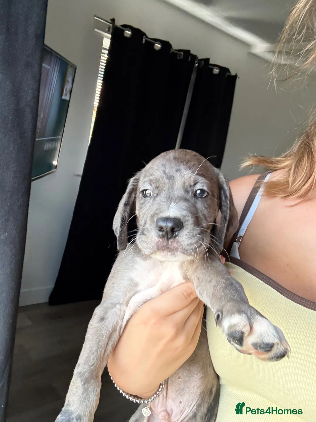 Mixed Breed dogs for sale: READY TO LEAVE TODAY!! - Advert 10