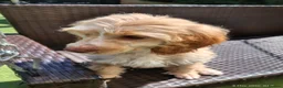 Cockapoo dogs for sale: Four girls left - Advert 21