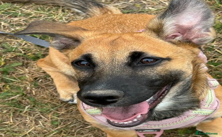 Mixed Breed dogs - Advert 5