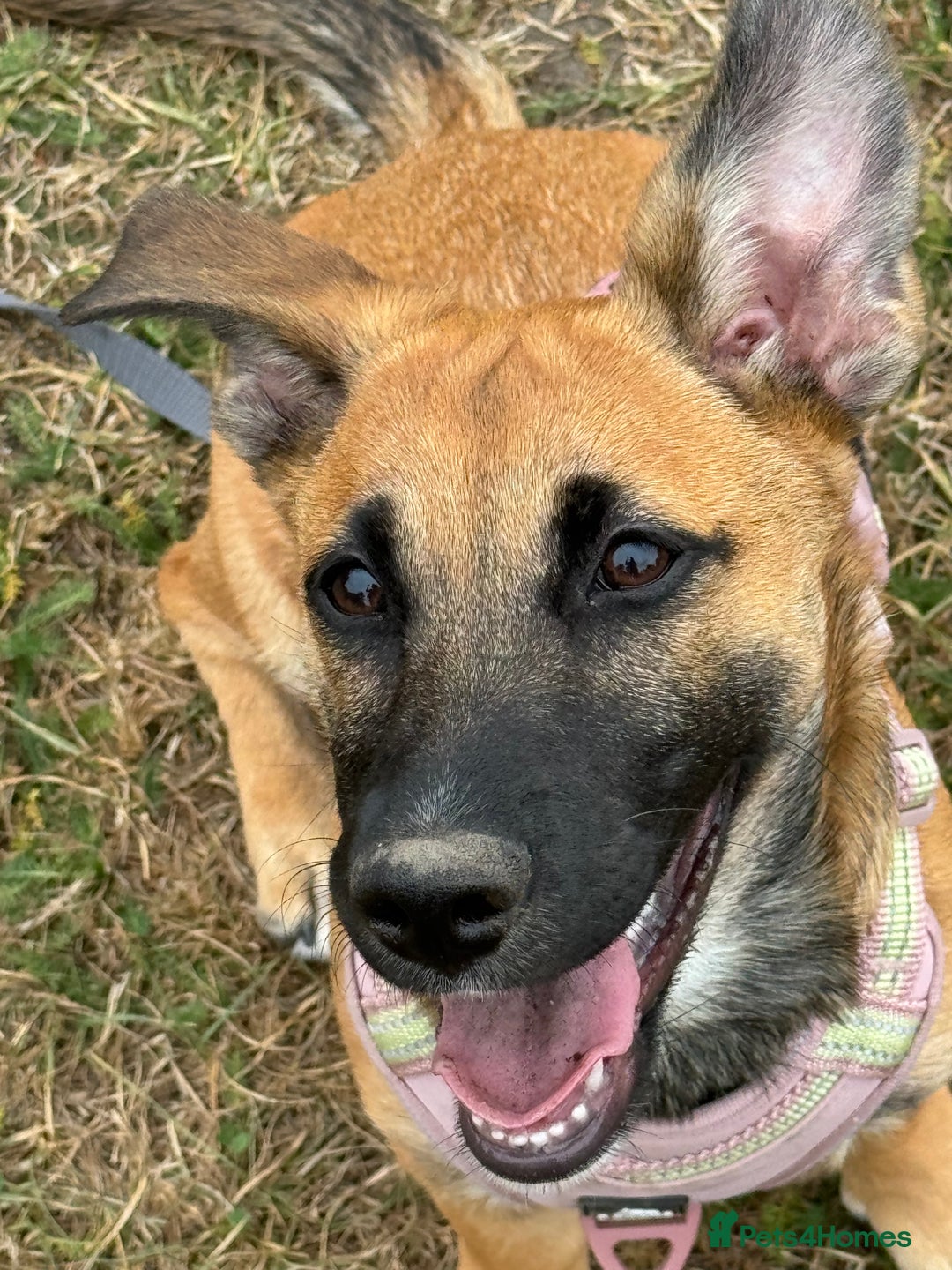 Mixed Breed dogs for sale: Mixed breed puppy  - Image 1