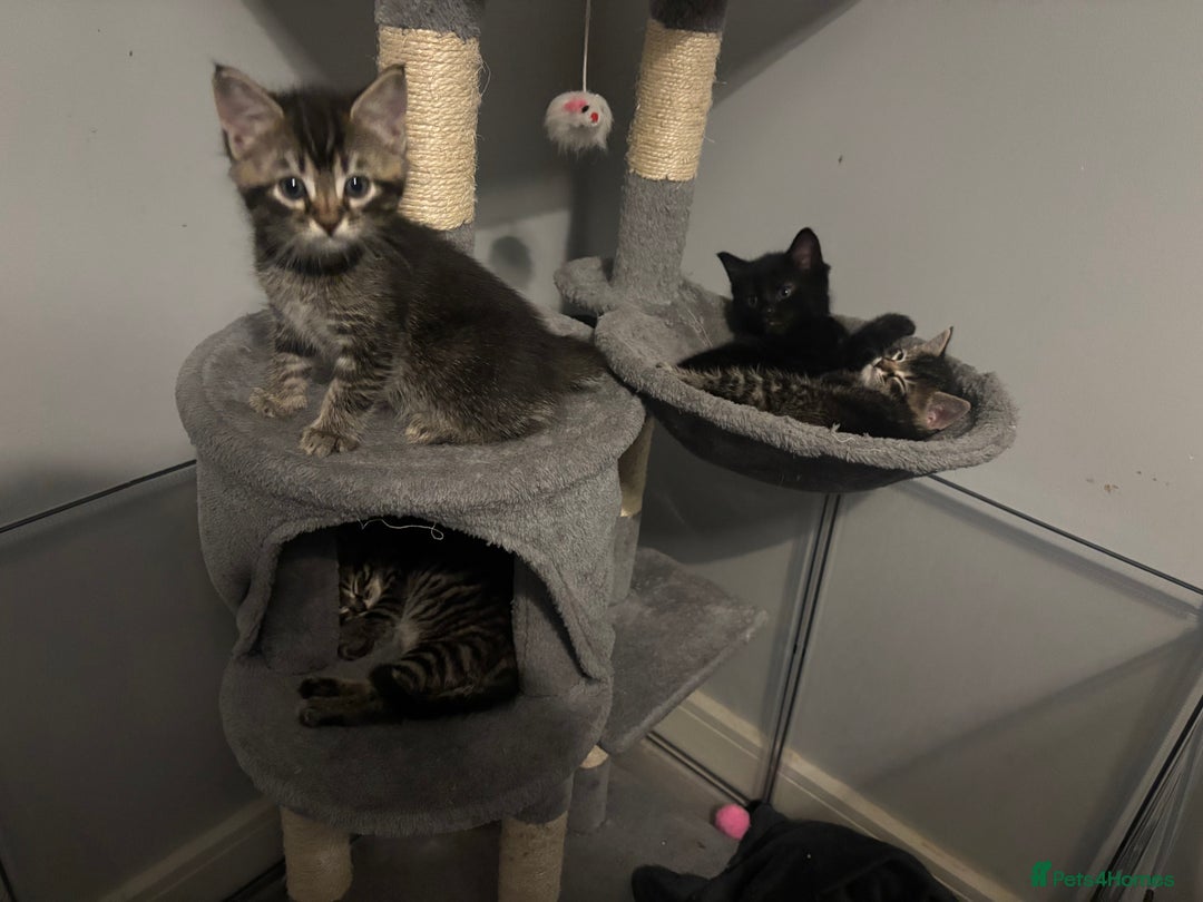 Mixed Breed cats for sale: Beautiful tabby girl - Image 4