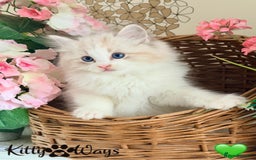 Ragdoll cats for sale: 🐾🩷*TICA REG* LYNX TABBY EU RAGDOLL KITTENS🩵🐾 - Image 1