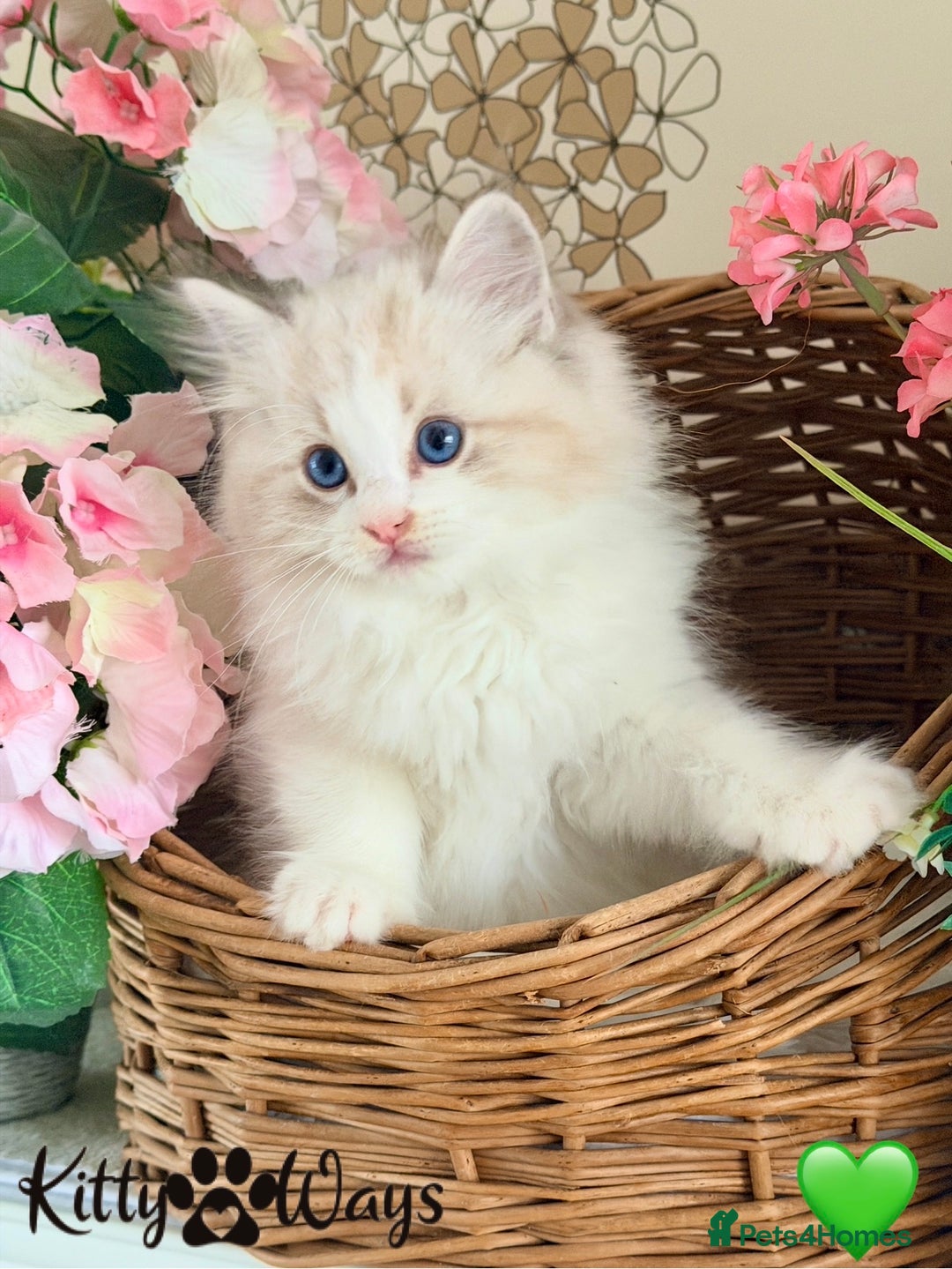 Ragdoll cats for sale: 🐾🩷*TICA REG* LYNX TABBY EU RAGDOLL KITTENS🩵🐾 - Image 1