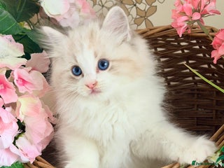Ragdoll cats - Advert 4
