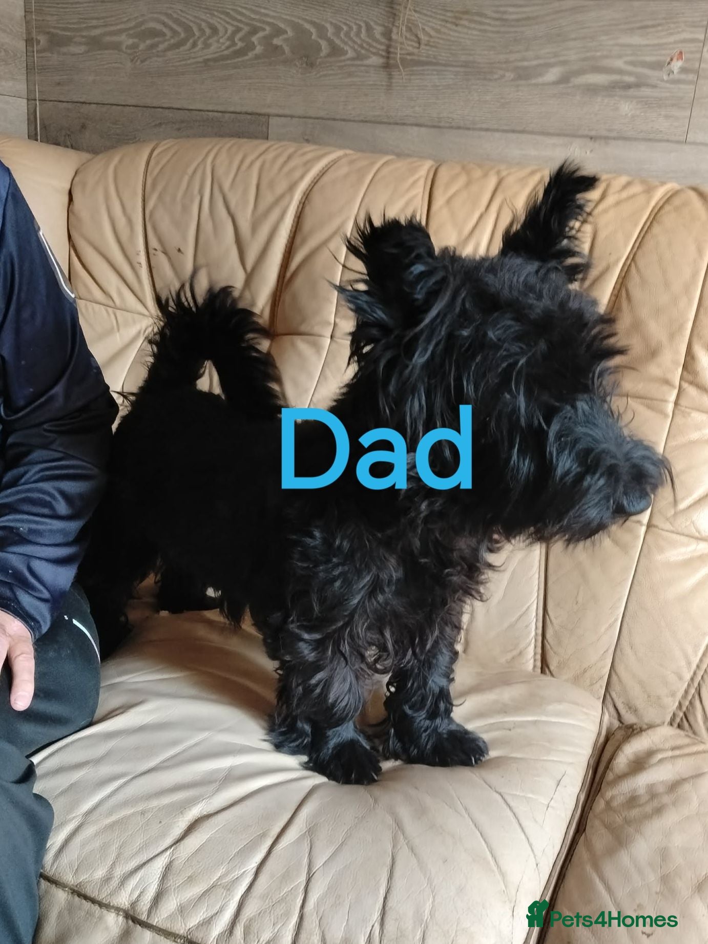 Scottish Terrier dogs Ready to go Scottish terrier puppies available - Advert 2