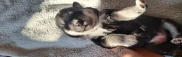 Mixed Breed dogs for sale: Husky and labrador puppies  in Glenrothes - Advert 9