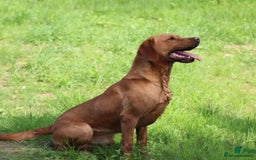 Labrador Retriever dogs for sale: KC reg health tested lab pups  - Image 8