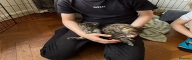 Mixed Breed Kitten 2