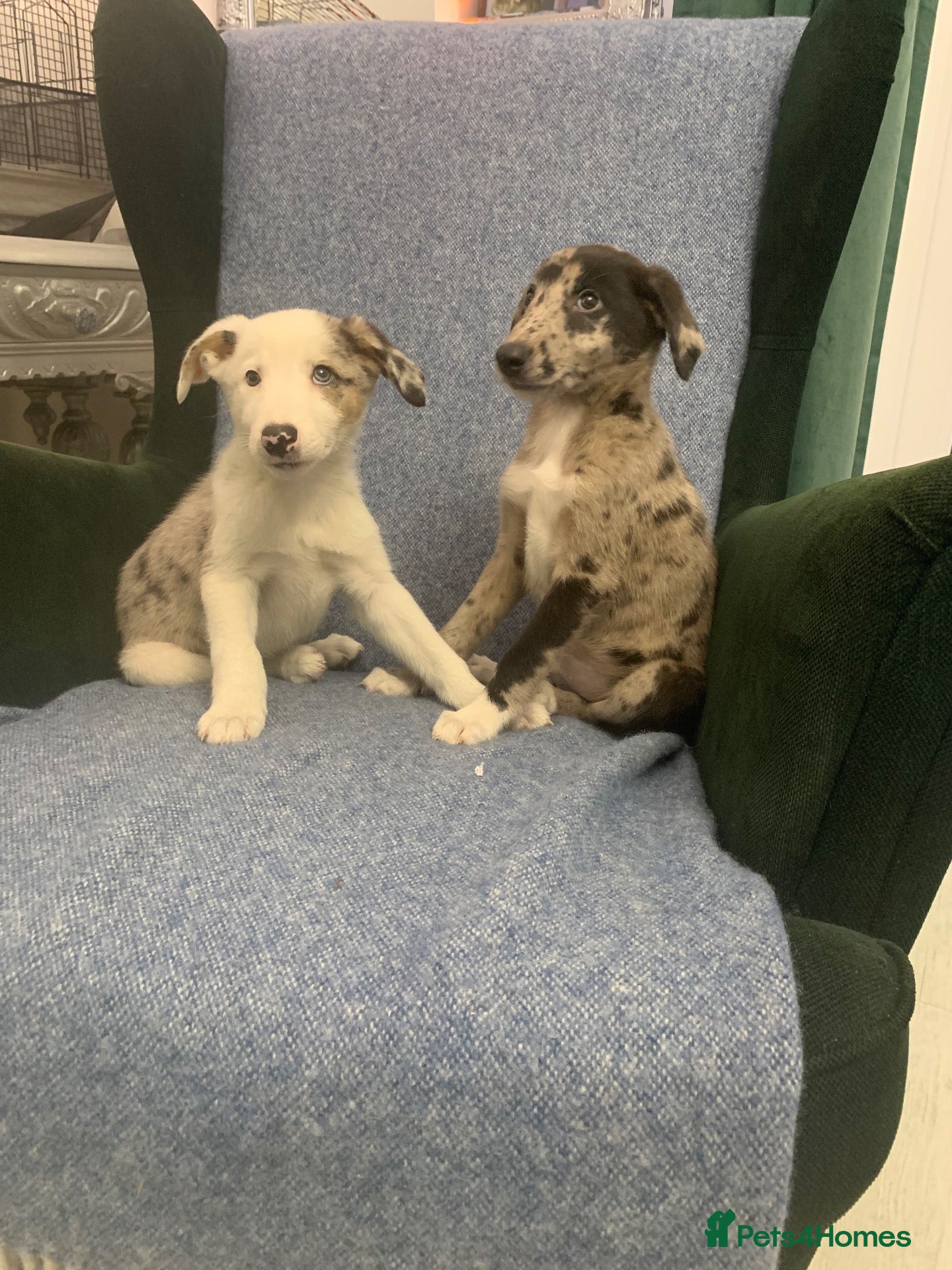 Mixed Breed dogs Blue Merle Border Collie x Lurcher Puppies  - Advert 3