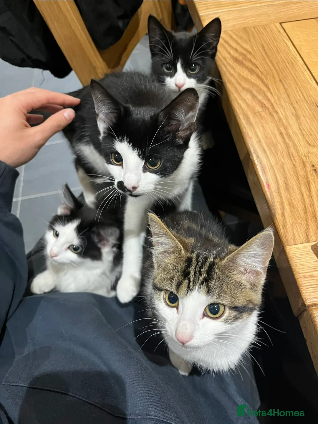 Mixed Breed cats for sale: Beautiful Playful Young Cats - Advert 12