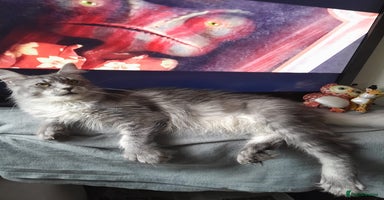 Maine Coon cats black silver ticked polydactyl girl TICA mainecoon - Advert 10