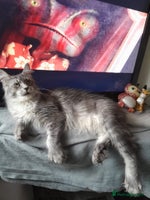 Maine Coon cats black silver ticked polydactyl girl TICA mainecoon - Advert 9