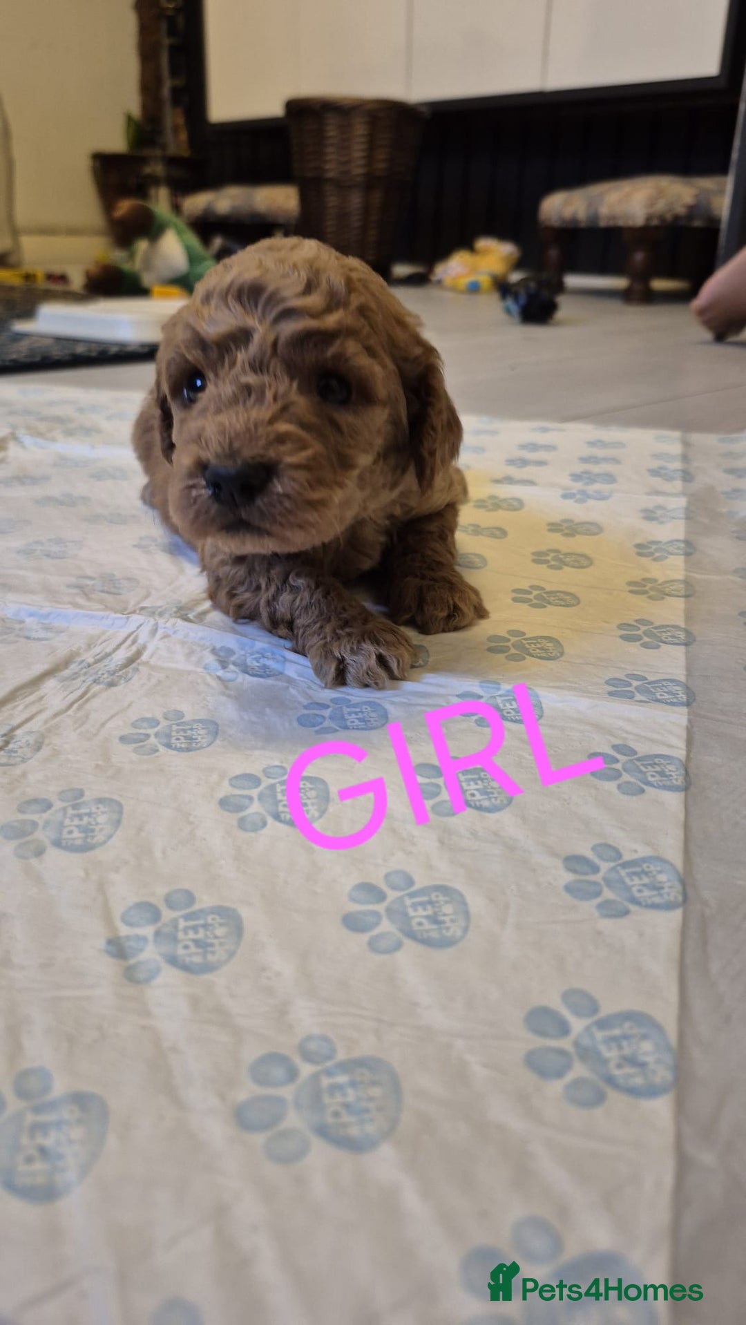 Cockapoo dogs for sale: Cockapoo Puppies - Image 3
