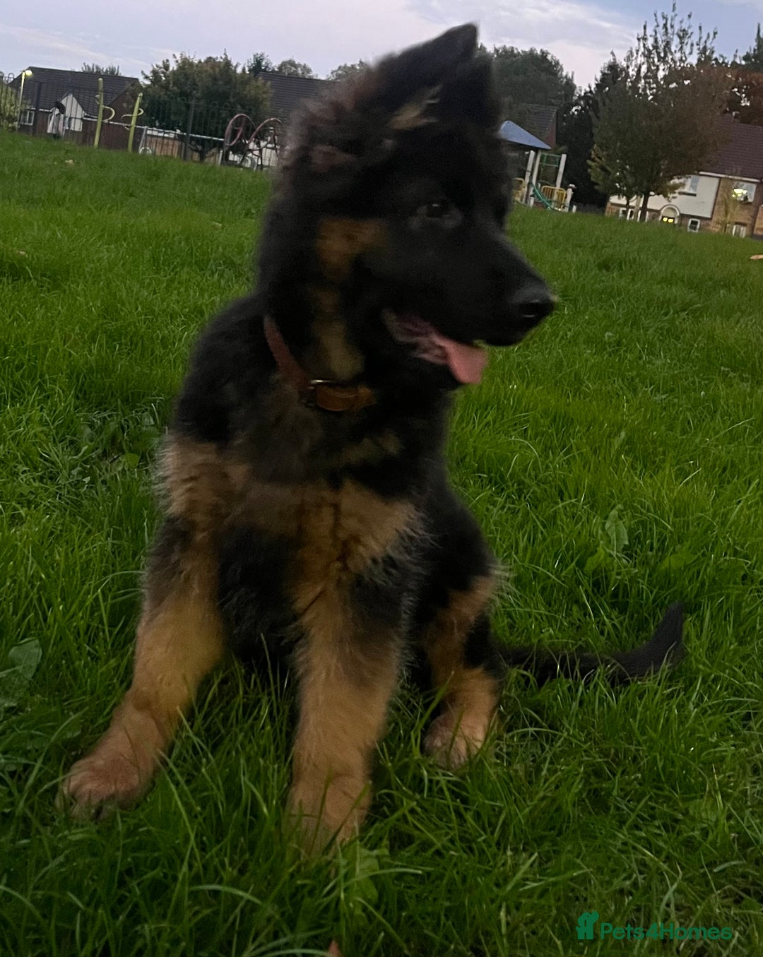 German Shepherd dogs for sale: Top Quality GSD puppies available  - Image 7