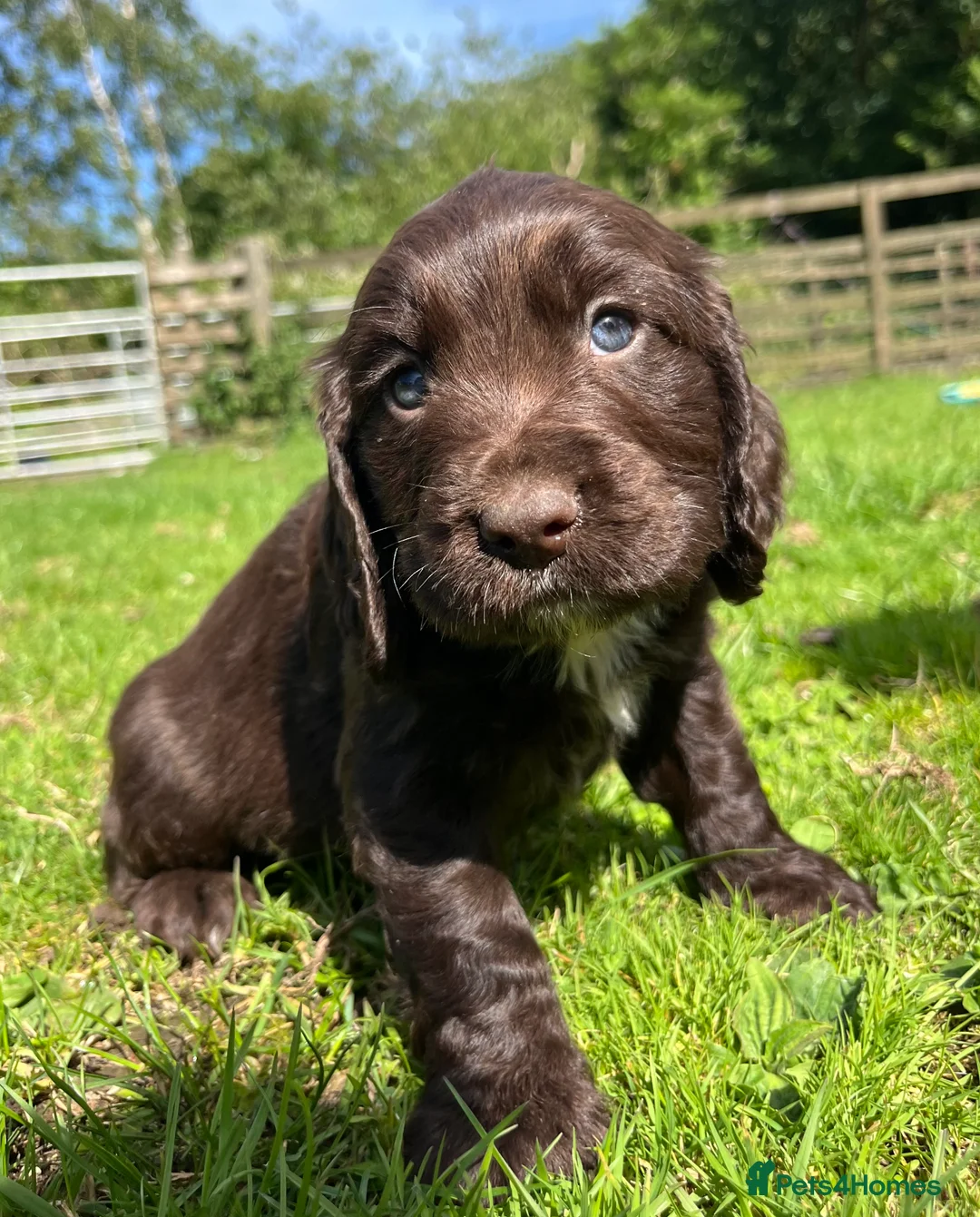 Cocker Spaniel dogs for sale: Outstanding cocker spaniel puppies - Advert 2