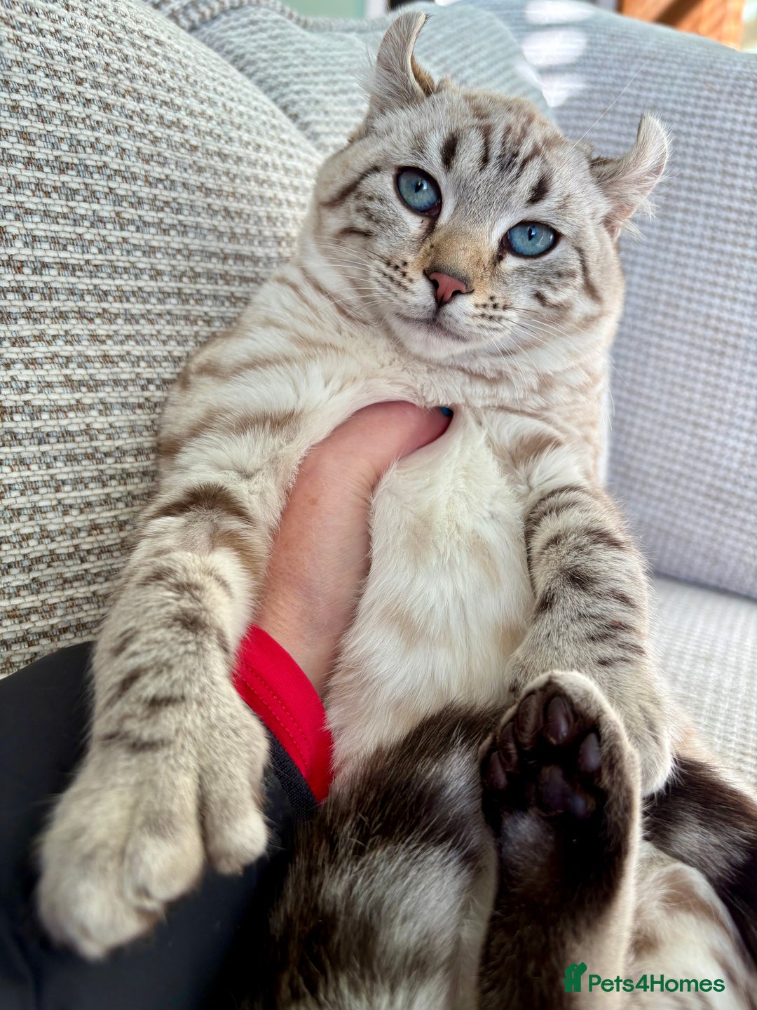 Keetso cats for sale: Super wild looking poly curled eared leopard  - Advert 2