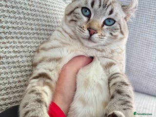 Keetso cats Super wild looking poly curled eared leopard - Advert 1