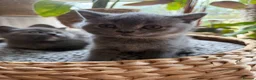 British Shorthair cats for sale: Beautiful British Shorthair Kittens  in Ilford - Advert 20