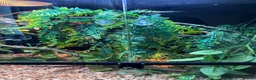 Chameleon reptiles for sale: Male Yemen Chameleon  - Advert 4