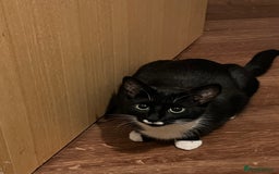 Mixed Breed cats for sale: Adorable Kittens Looking for Loving Homes 🐾 - Image 3