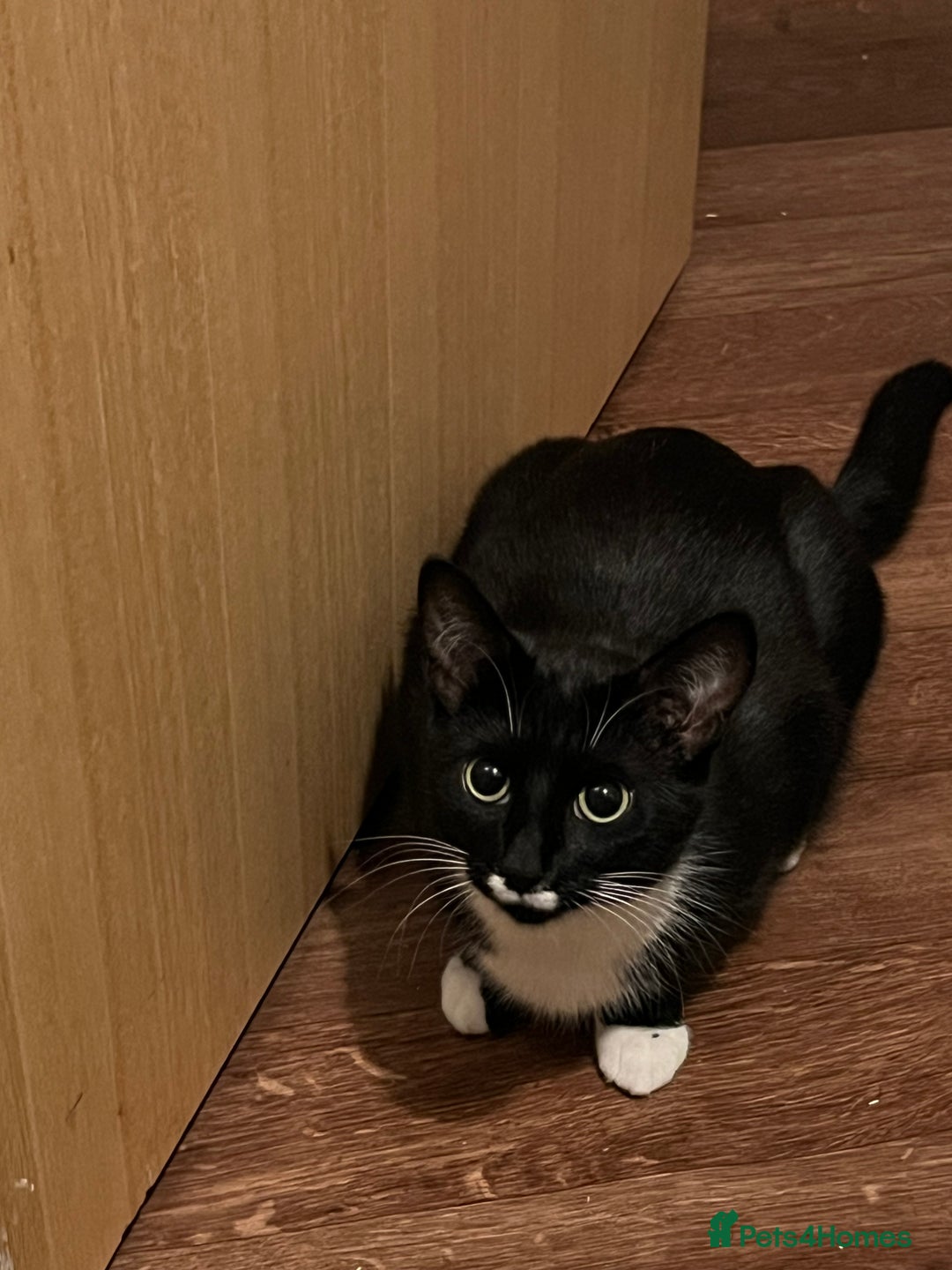 Mixed Breed cats for sale: Adorable Kittens Looking for Loving Homes 🐾 - Image 3