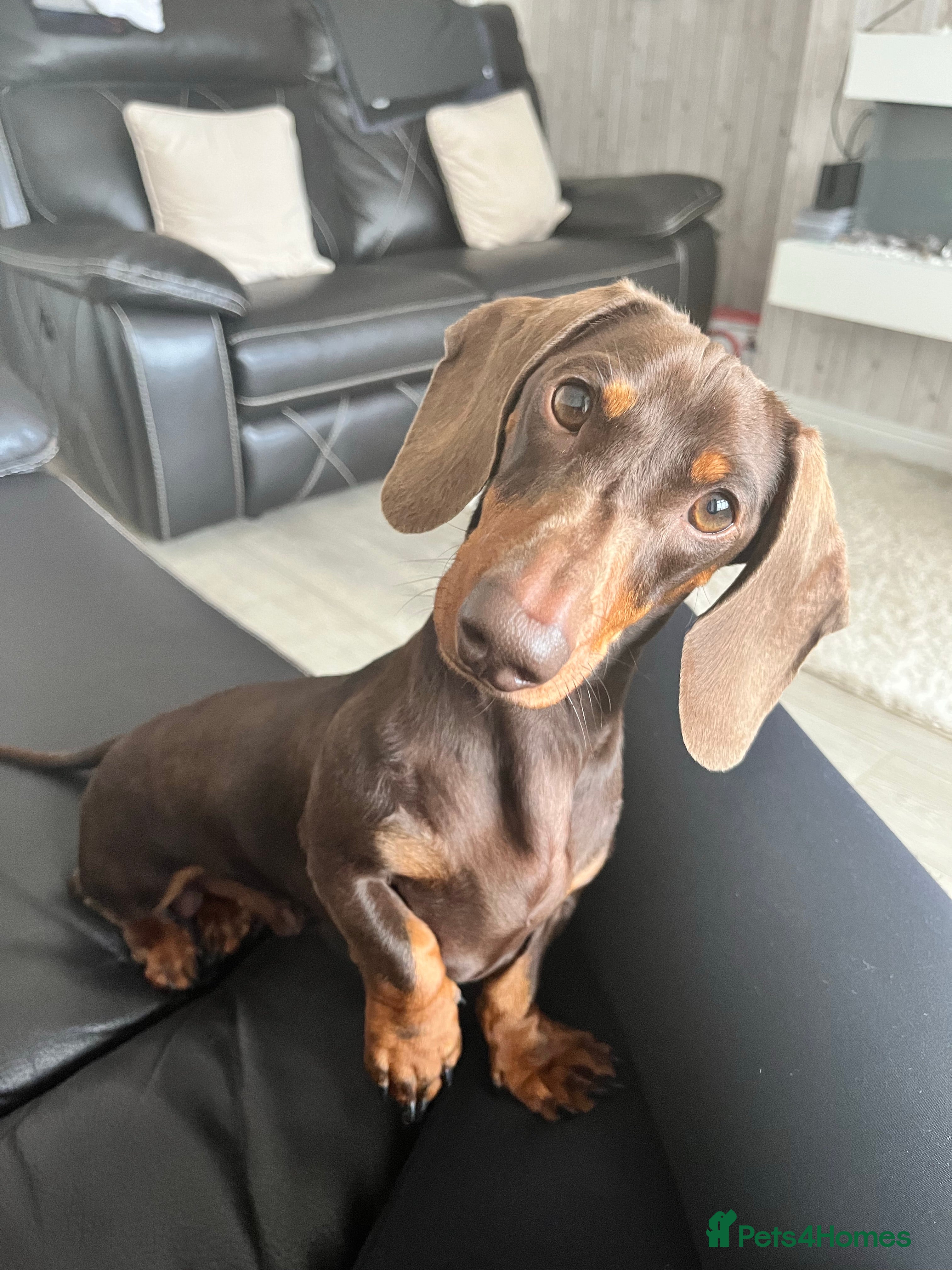 Dachshund dogs FOR STUD PROVEN kc reg Choc & tan mini dachshund in Sunderland - Advert 5