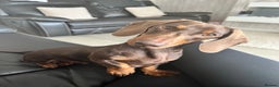 Dachshund dogs for stud: FOR STUD PROVEN kc reg Choc & tan mini dachshund in Sunderland - Advert 1
