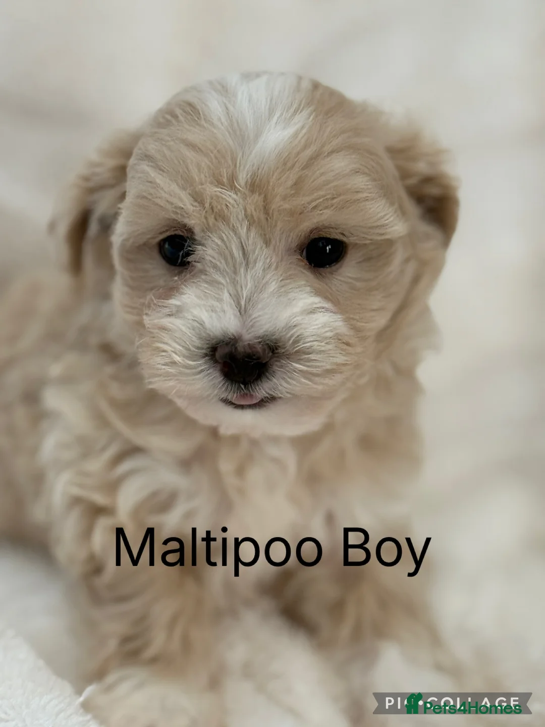 Maltipoo dogs for sale: Gorgeous Teddy Bear F1 Maltipoo READY NOW - Advert 1
