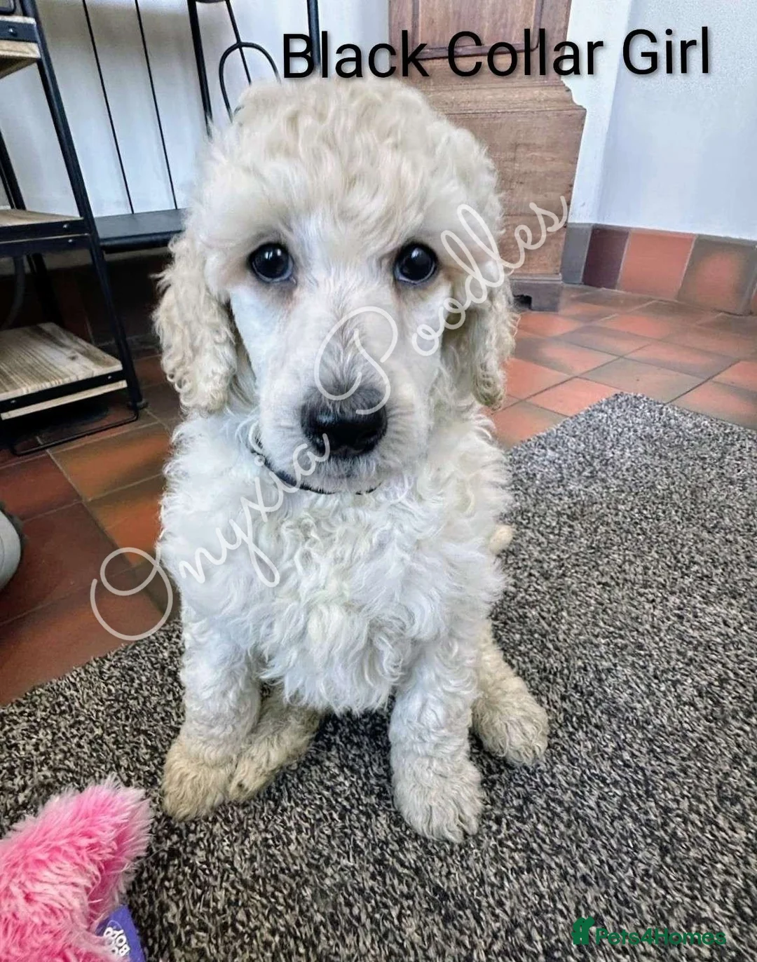 Standard Poodle dogs for sale: Stunning Litter of Standard Poodle Puppies! - Advert 10