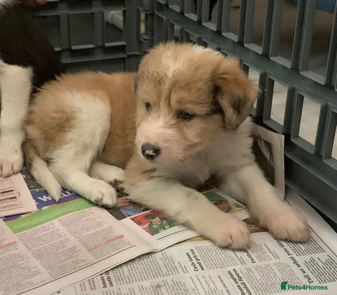 Mixed Breed dogs for sale: Old style Lurcher puppies - Advert 17