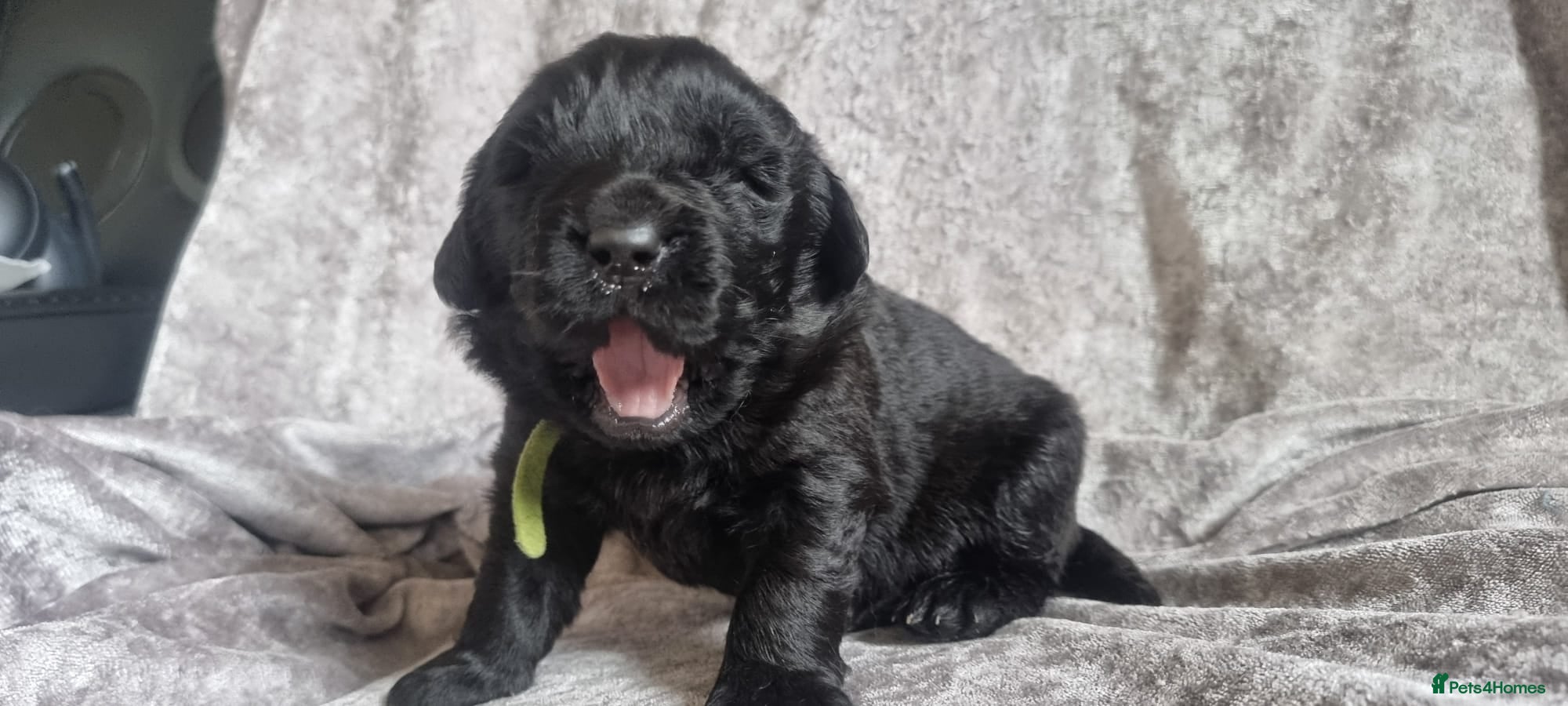 Newfoundland dogs Newfoundland pups for sale - Advert 2