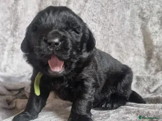 Newfoundland dogs Newfoundland pups for sale - Advert 2