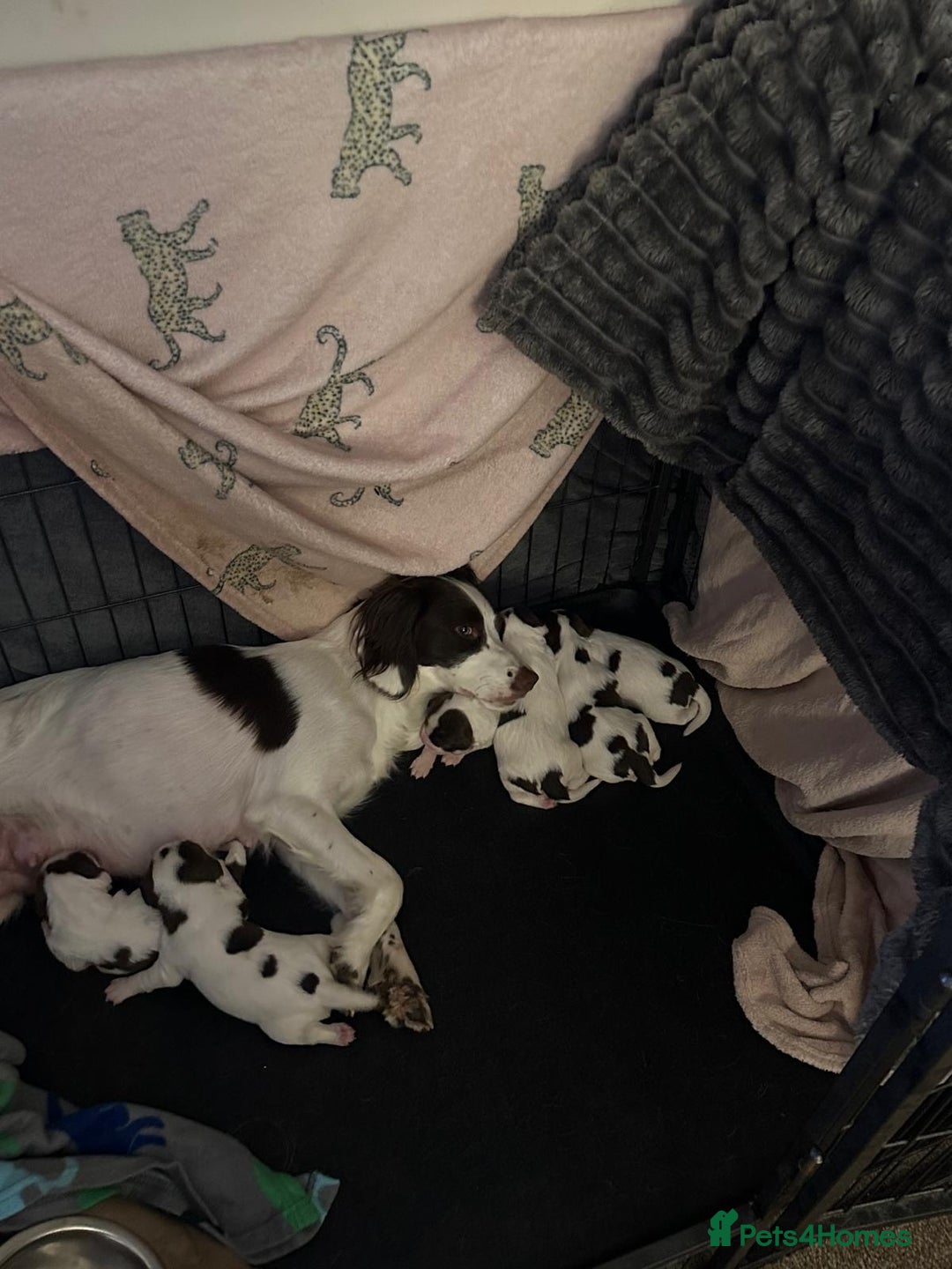 English Springer Spaniel dogs for sale: 7 English Springer Spaniel Puppies - Image 7