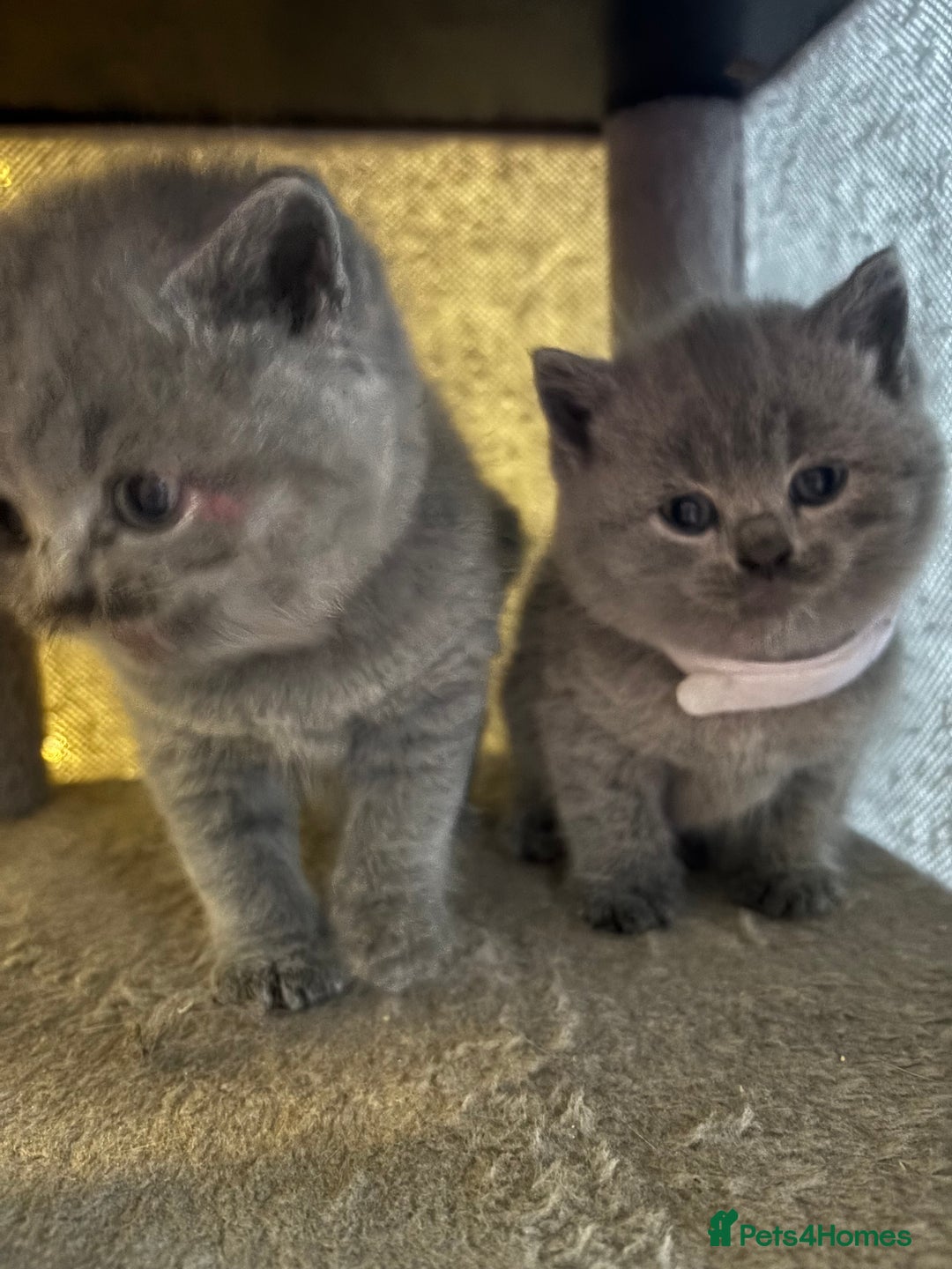 British Shorthair cats for sale: British Shorthair kittens  - Advert 29