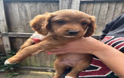 Cockapoo dogs for sale: Beautiful Cockapoo Puppies – Ready Soon  - Image 5