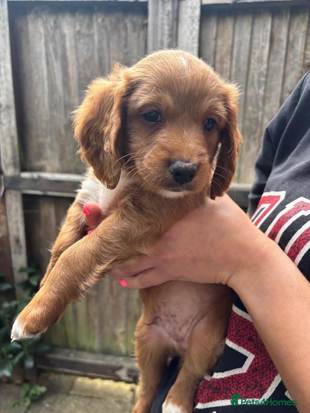 Cockapoo dogs for sale: Beautiful Cockapoo Puppies – Ready Soon  - Image 5