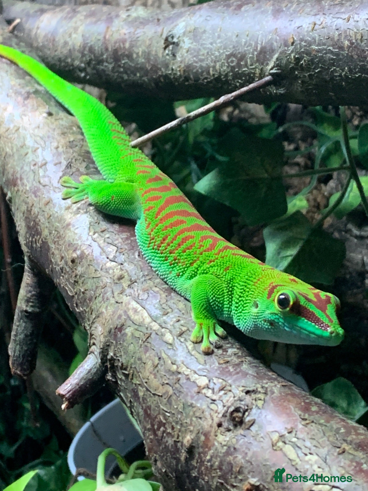 Gecko reptiles Giant Day gecko adult pair - Advert 1