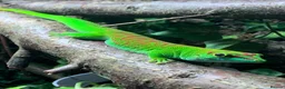 Gecko reptiles for sale: Giant Day gecko adult pair - Advert 1