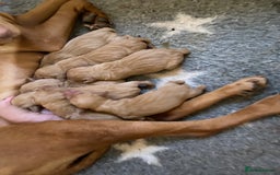 Hungarian Vizsla dogs for sale: Stunning Hungarian Vizsla Pups - Advert 5