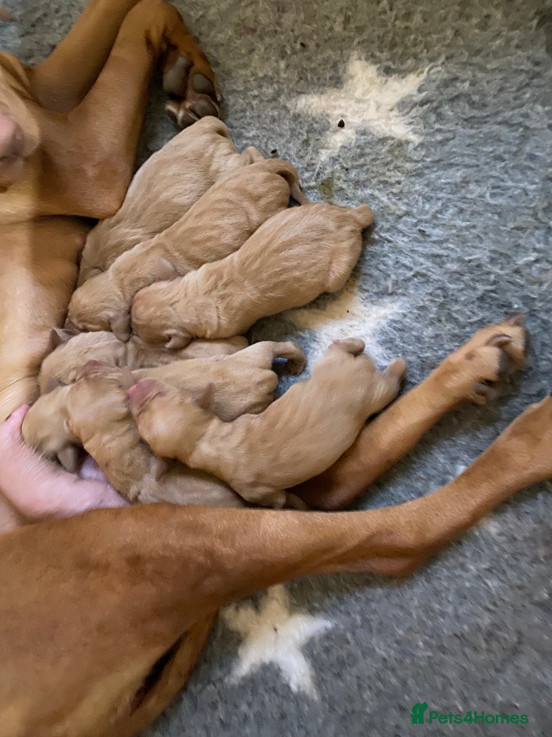Hungarian Vizsla dogs for sale: Stunning Hungarian Vizsla Pups - Advert 5
