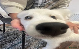 Samoyed dogs for sale: KC registered Samoyed Puppy 💕 - Image 4