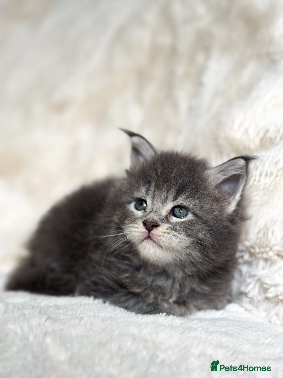 Maine Coon cats for sale: KING-SIZE MAINE COON CUBS HEALTH TESTED - Image 16