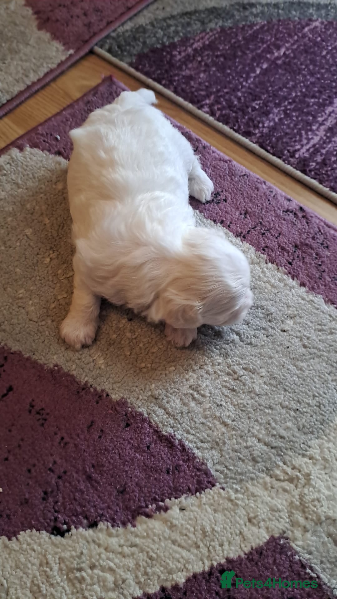 Bichon Frise dogs for sale: 4beautiful Bichon Frise puppies (3boys and 1 girl) - Image 14