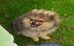 Pomeranian dogs for sale: READY NOW FULLY VACCINATED KC POMERANIAN PUPPY - Image 2