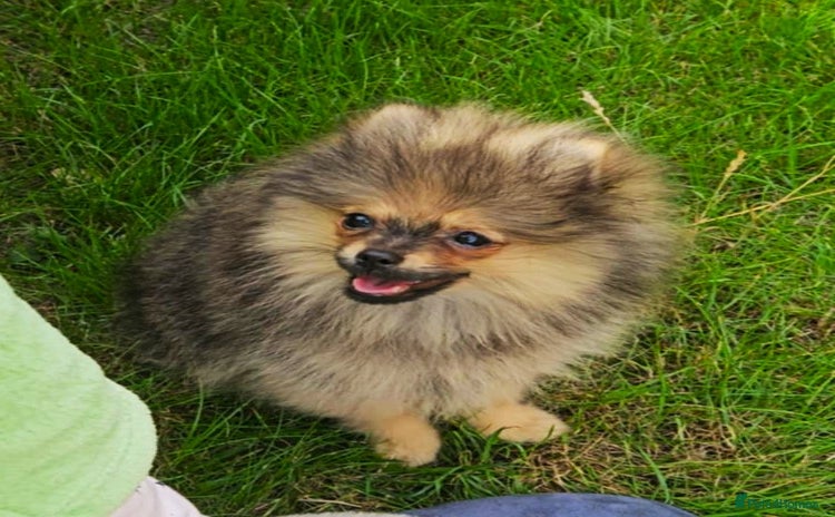 Pomeranian dogs - Advert 2