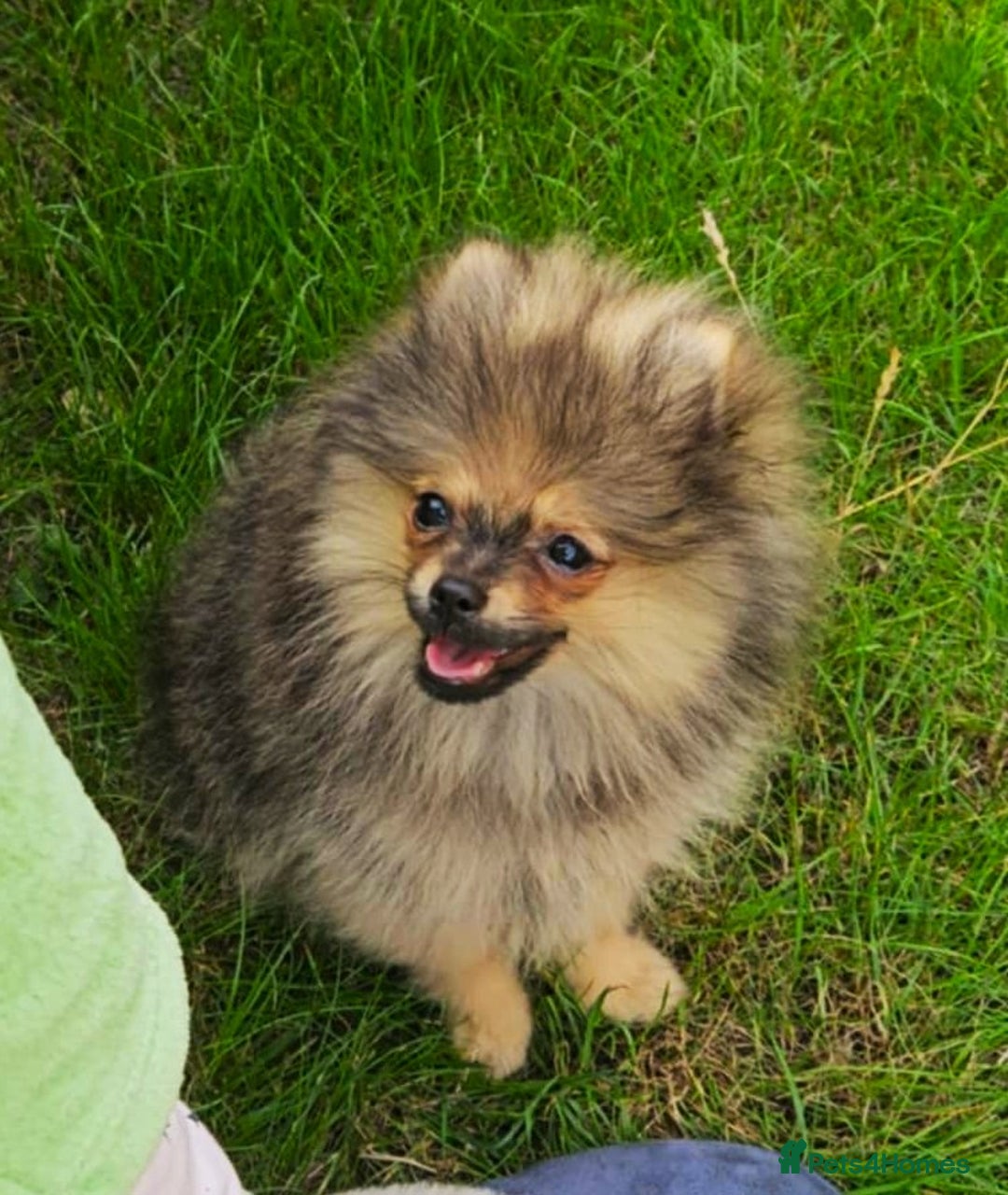 Pomeranian dogs for sale: READY NOW FULLY VACCINATED KC POMERANIAN PUPPY - Image 2