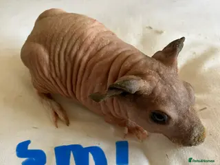 Guinea Pig rodents Very well handled skinny pig boys - Advert 1