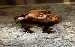American Bully dogs for sale: perfect puppys - Image 21